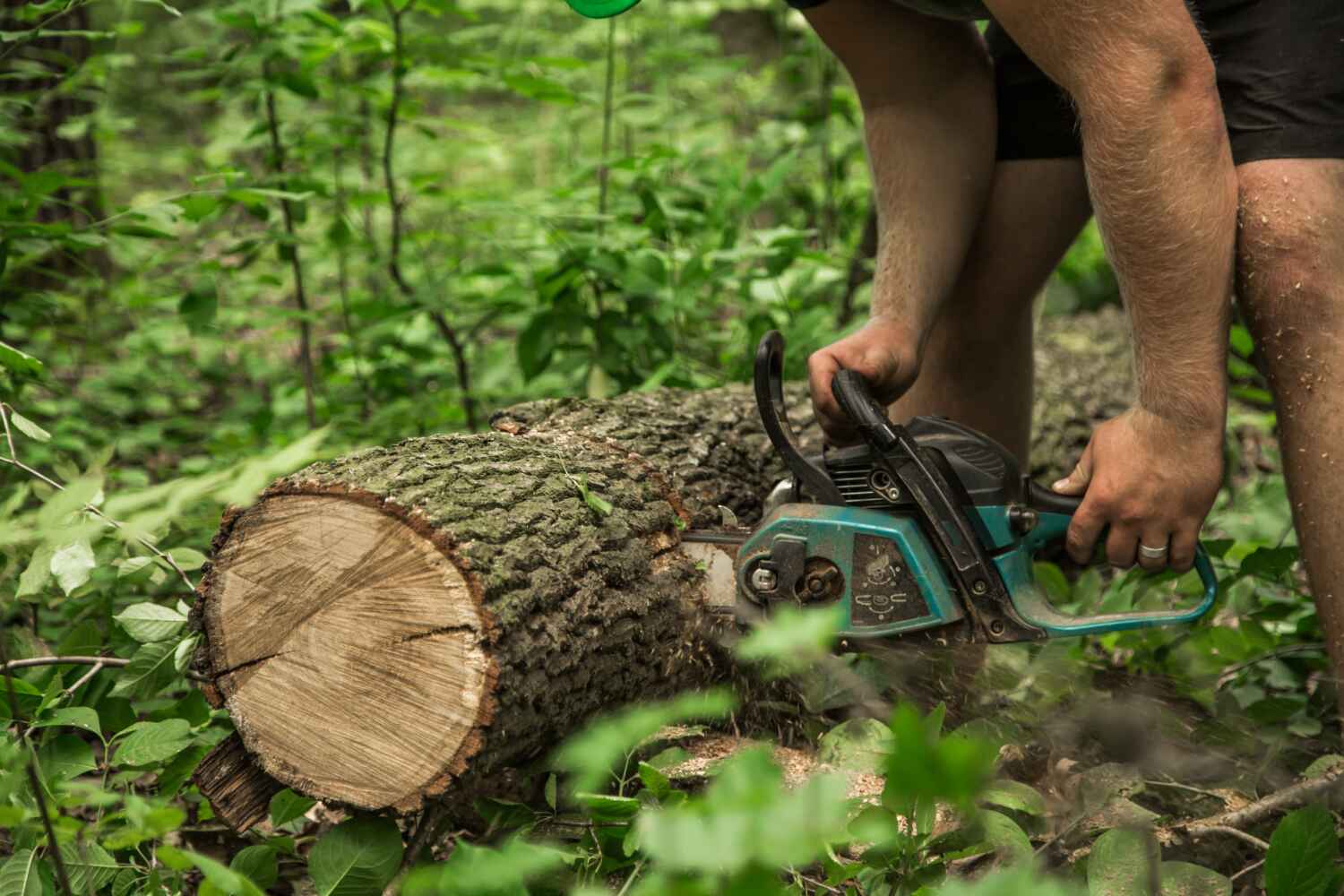 Tree Root Removal in Whitehouse, TX